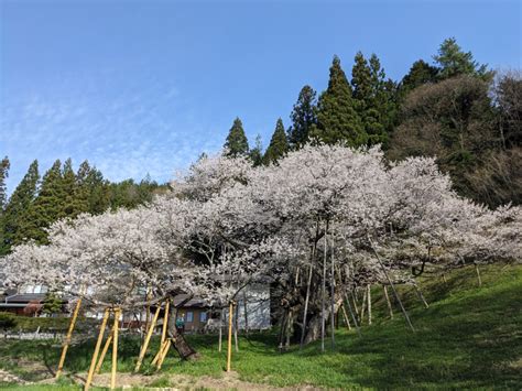 令和6年 臥龍桜開花情報